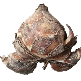 水仙花种球复瓣种子玉玲珑冬季水培水养室内阳台办公桌面双瓣重瓣