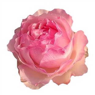 佩尔朱克重瓣浓香灌木月季花苗阳台庭院切花玫瑰盆栽耐寒