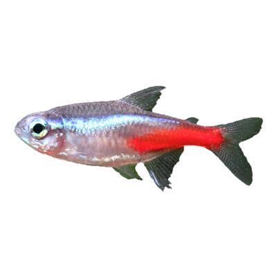 巴西宝莲灯鱼红绿灯新手好养耐活