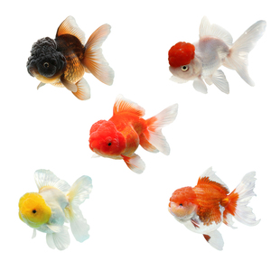 观赏鱼金鱼菠萝头黑泰狮鹤顶红元宝狮大头狮子头国狮活体冷水淡水