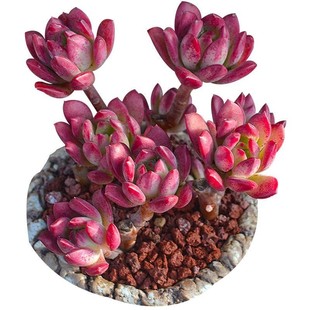 贵货贱卖缀化多肉三色堇绮罗蒂亚醉美人奇葩防辐射室内植物盆栽