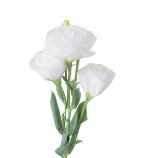 白色洋桔梗鲜花云南直发家用室内水培花束新鲜插花高级感鲜切花