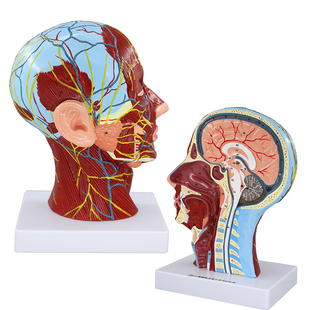 人体头面部正中矢状切面附血管神经模型大脑神经医美面部注射模型