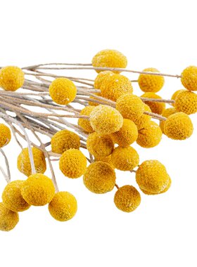 黄金球干花天然真花拍摄diy材料