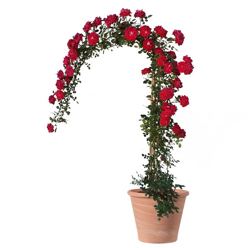 蔷薇花苗爬藤四季开花藤本月季大