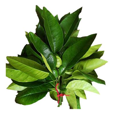 新鲜柚子叶祈福迎好运包粑粑垫叶