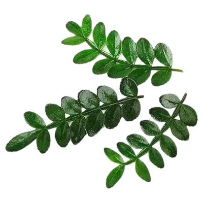 清香木胡椒木商用摆盘装饰