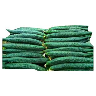 油亮抗热王黄瓜种子耐热强雌绿肉黄瓜种籽抗霜霉枯萎病亩产万斤