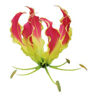 嘉兰火焰百合攀援花卉植物多年生庭院绿化爬墙遮荫 现货