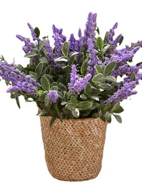 仿真花薰衣草紫色塑料餐桌花