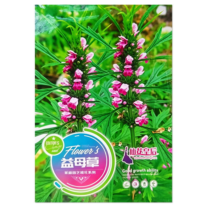 益母草种子野菜蔬菜种子