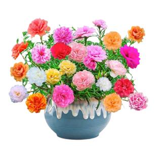 重瓣太阳花种孑四季花种籽子易成活阳台室内盆栽室外花卉花草种子