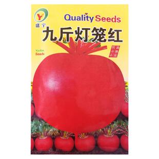 东北大红萝卜种子圆形大红丰白肉大红袍红丰秋季播种田园种籽种孑
