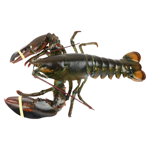 生冻波士顿龙虾特大10斤波龙海鲜澳龙鲜活速冷冻帝王蟹大龙虾包邮