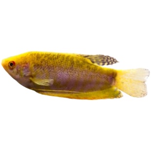 吃蛋白虫黄蓝曼龙鱼活体中小型鱼接吻鱼热带观赏鱼练手鱼耐活包邮