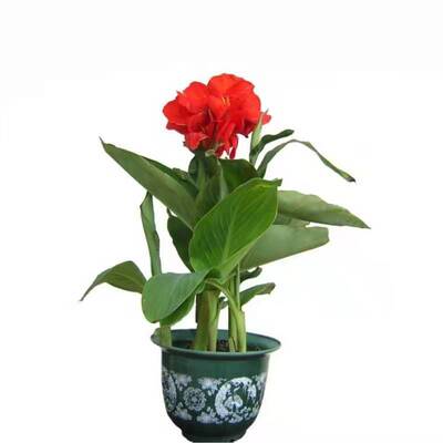 大花阳台庭院易活美人蕉