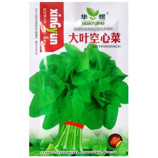 大叶空心菜种子通心菜蓊菜蕹菜种籽四季阳台盆栽农家田园蔬菜孑