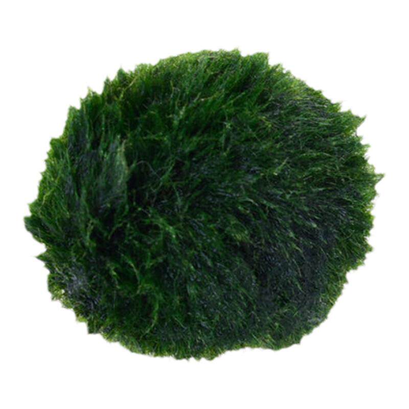 水族箱造景水草鱼缸绿藻球虾缸水藻球虾绿毛球草缸水草观赏球活体