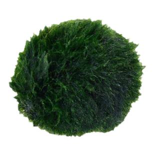 水族箱造景水草鱼缸绿藻球虾缸水藻球虾绿毛球草缸水草观赏球活体