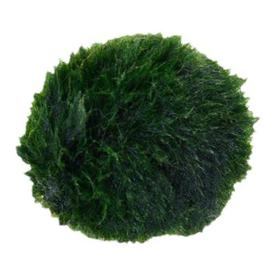 造景水草热带鱼坊藻球球形水草