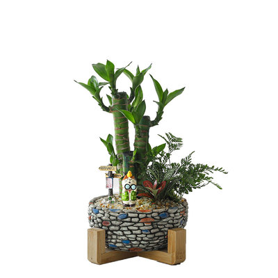 四季常青，满屋生财！