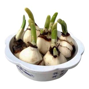 水仙花种球客厅美化漳州四季批发土培水培大球带花苞盆栽室内阳台