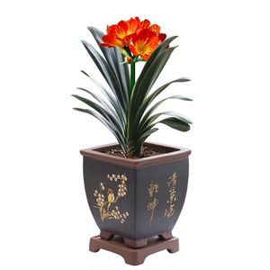 君子兰盆栽大苗四季君子兰圆头和尚四季盆栽花卉植物室内观花植物