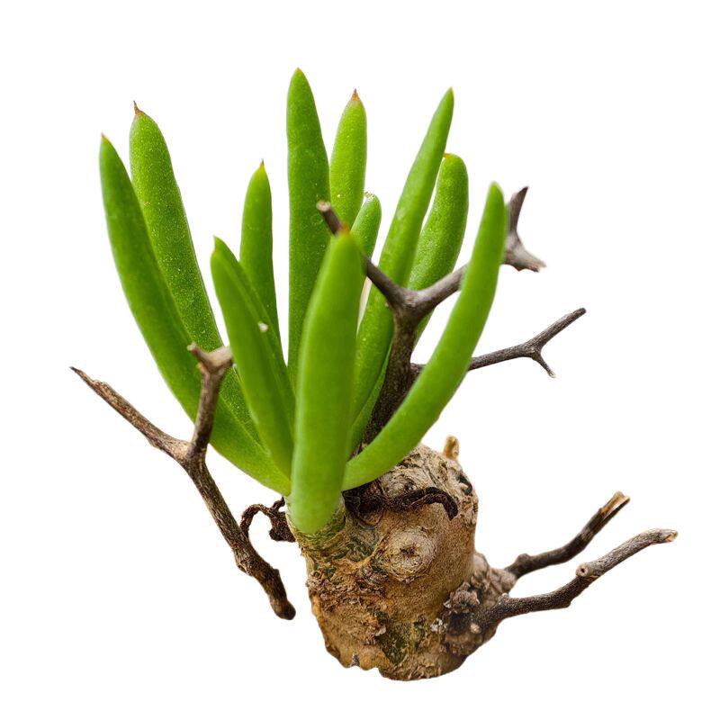 万物想块根室内盆栽阳台多肉植物