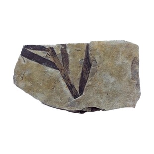 古生物三叶虫菊石燕子石玉化螺植物化石原石儿童科普教学标本2659