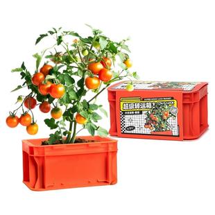 儿童种植盆栽小番茄西红柿种子学生实验观察植物可食用蔬菜生菜籽