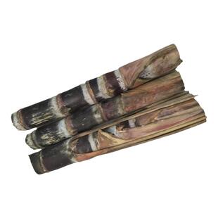 黑皮甘蔗苗南北方庭院苗种盆栽种植甘蔗种子水果黄皮黄金甘蔗种苗