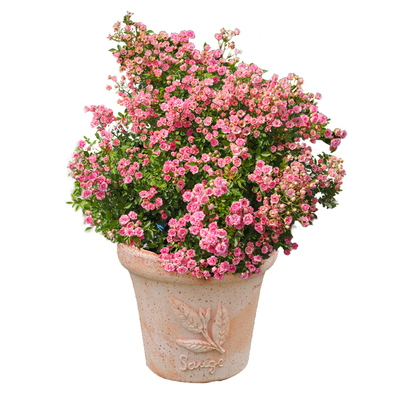 海蒂的花园超微月季室外多头