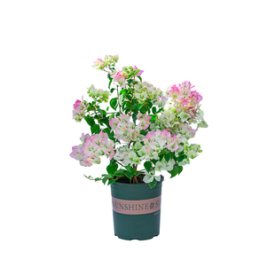 绿樱三角梅盆栽带花苞老桩花苗开花室内阳台室外植物绿植四季花卉