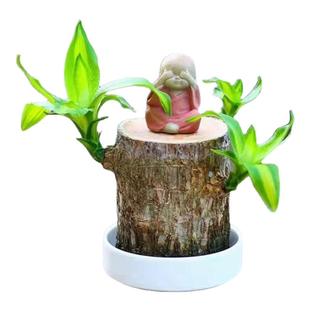 带芽巴西木开花水养格鲁特办公室水培幸运木室内懒人花卉盆栽绿植