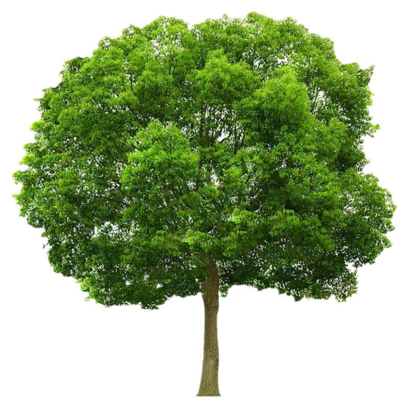 【好物推荐】香樟树苗常青行道树