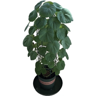 藤本皇后圆叶山乌龟包活盆栽室内鲜花卉绿植云南多肉植物组合花盆