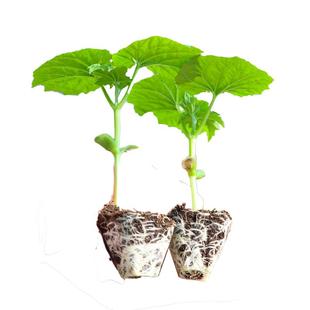 本地老品种苹果苦瓜苗秧苗带土水果特大号肉苦瓜种籽苗春季蔬菜苗