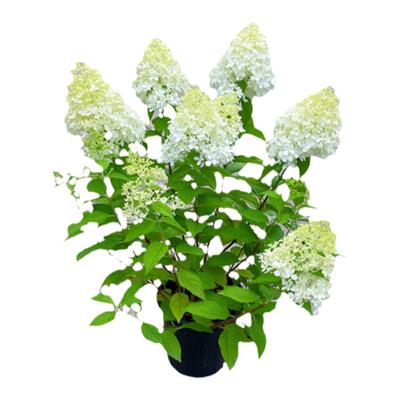 花明月圆锥绣球北极熊香草草莓