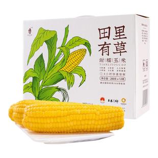 田里有草东北甜糯玉米黄糯玉米新鲜加热即食低脂代餐新鲜糯玉米