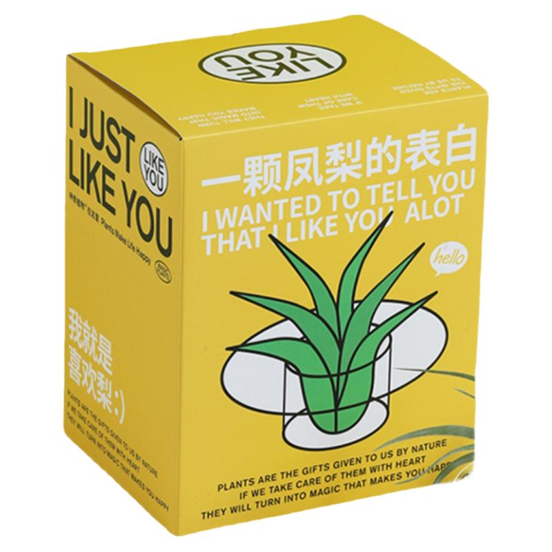 神奇植物空气凤梨无土绿植懒人植物室内桌面好养绿植创意生日礼物