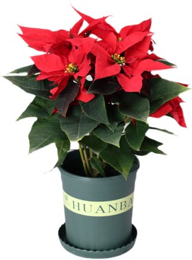 园艺中国红摆在客厅的植物真花