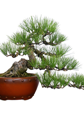爆皮老桩黑松老桩盆景四季常青植