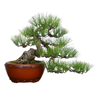 造型爆皮黑松盆景老桩松柏盆栽四季常青植物居家办公绿植 年货礼