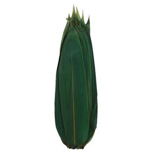 粽子叶干粽叶免邮大号新叶棕叶送绳包粽子的叶子端午干粽叶箬叶