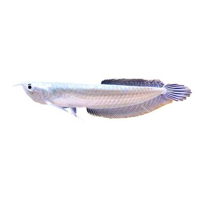 银龙鱼活体大中型热带鱼缸金龙鱼