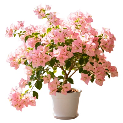 【带花发货】A+级三角梅不活包赔