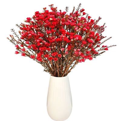 澳洲腊梅插花年宵花鲜花买一送一