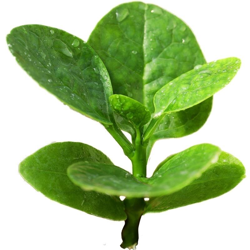 大叶木耳菜苗子爬藤木耳菜四季苗