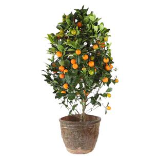 观赏橘子树盆栽四季桔金桔树盆栽植物金钱橘金钱桔树盆栽带果植物