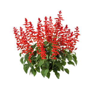 超级一串红盆栽花苗爆仗红多年生花镜植物耐寒耐热庭院阳台花卉